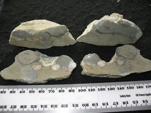 Silurian Wenlock Shale Wrens Nest limestone slice fossil snail Poleumita discors - Picture 1 of 6