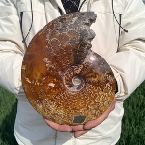 2.22kg Natural Ammonite Fossil Reiki Crystal Specimen Mineral Decor Crystal Gift - Picture 1 of 12