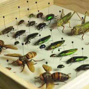 100 Stück Stahl Insektenstifte Probe für Schule Entomologie Disse ~ heißes Labor V0Y9 - Bild 1 von 12