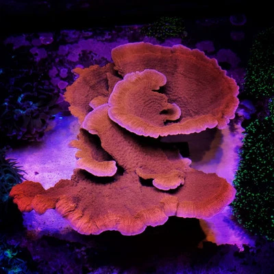 Gorra Montipora Monti naranja brillante fragmentos de coral vivo 1 fragmento Foto 1 de 2