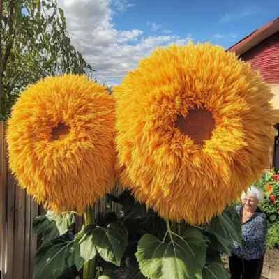 50 PCS Yellow Enchanting Giant Teddy Bear Sunflower Seeds - Image 1 of 2