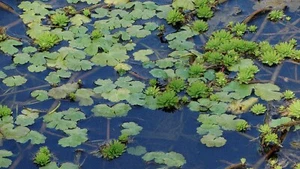Wassernabel / Papageienfeder - Bild 1 von 2