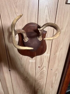 Whitetail Deer Antler Rack 4 Point with Partial Skull Mounted on Wood - Picture 1 of 4