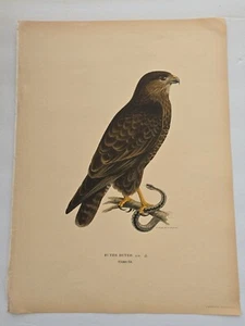 Antique Bird Print - 1920 Scandinavian Chromolithograph-Buteo-Buzzard Bird - Picture 1 of 5