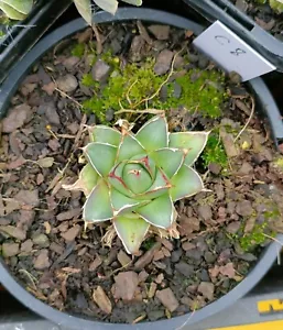 Agave Pinky( Original Form Compact A), Rare Victoriae Reginae about 5cm Succule - Picture 1 of 3