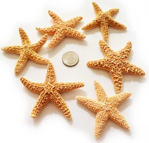 Set of 6 Small Sugar Starfish 2-3" Beach Wedding Decor Nautical Crafts Coastal - Picture 1 of 3