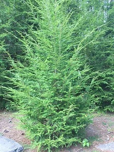+36" Eastern Hemlock Tree / Transplant; 1 tree; Bare Root - Picture 1 of 3