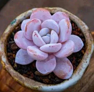 Echeveria Pink laui 6cm Succulent #31 - Image 1 of 4