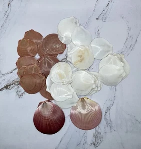 42 Asian Moon Scallop Shells - Picture 1 of 5