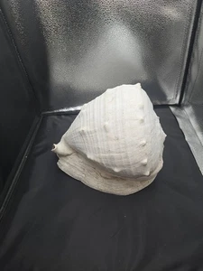 Queen Emperor Helmet Shell Large Seashell Natural Conch 10" Long 10" Wide 5lb. - Picture 1 of 7