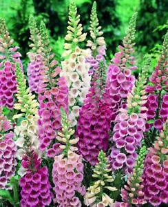 Foxglove Excelsior Mix 1000+seeds Shade Stunning Cottage Flower Garden*FREE POST - Picture 1 of 3