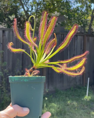 Fresh Seeds- Drosera Capensis Wide Leaf. Carnivorous Sundew Plant Seeds - Image 1 of 4