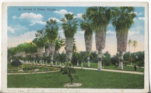 Vtg Postcard - An Avenue of Palms - Florida 1917 - Picture 1 of 2