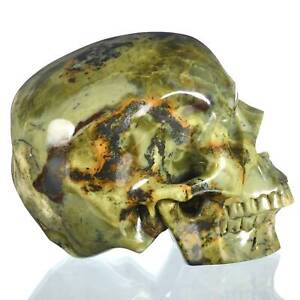 7.05" Natural Yellow Turquoise Skull Collectibles Metaphycal Healing #33V52
