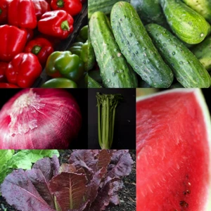 300+ Heirloom Vegetable Seed 6 Variety Garden Set #3 Grow Your Groceries NonGMO  - Picture 1 of 12