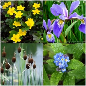 Various POND MARGINAL PLANTS water bog aquatic 99.9% + FB 50 Plant Varietie - Picture 1 of 88