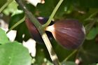 2x LAMPEIRA PRETA - Fig Tree cuttings
