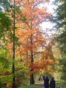 TAXODIUM DISTICHUM, Swamp or Bald cypress, exotic conifer plant, autumnal, 10cm - Picture 1 of 4