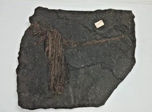 Cobelodus Aculeatus Shark Fin Fossil Papillian, Sarpy County, Nebraska - Picture 1 of 12