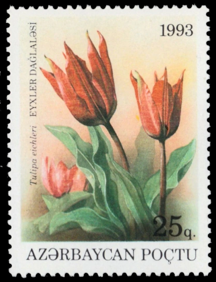 AZERBAIJAN 379 - Garden Flowers "Tulipa eichleri" (pb76286) - Image 1 of 1