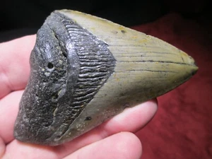 3-7/16 Zoll MEGALODON HAI Zahn Fossil - NC - TIEFSEE OZEAN WASSER SCUBA - Bild 1 von 6