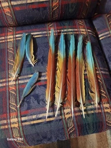 Military Macaw Feathers  (Rare) - Picture 1 of 7