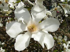 12 KOBUS MAGNOLIA SEEDS - Magnolia kobus