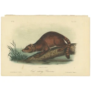 Audubon Quadrupeds Octavo Bowen 1849 hand-colored lithograph 155 Crab Raccoon - Picture 1 of 2