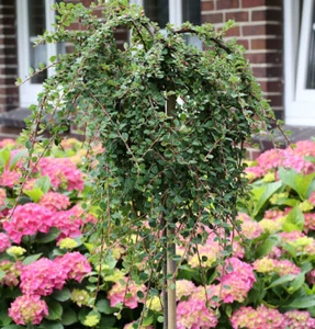 Hochstamm Teppichmispel Queen of Carpets 80-100cm - Cotoneaster microphyllus - Bild 1 von 1