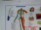 LOT  3 Planches anatomie médicale (Sys.lympha.+Proto.+Mvts physiologiques) BEG