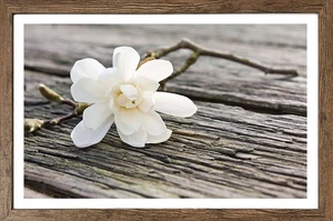 Wandbild gerahmt BLÜTE AUF HOLZ 50x70 cm – Magnolie Holzoptik Scandi Stil - Bild 1 von 3