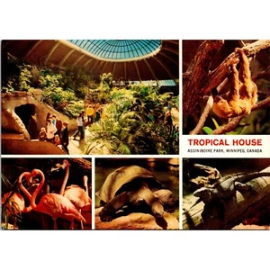 Vintage Assiniboine Park Zoo Tropical House Postcard Winnipeg Canada - Picture 1 of 2