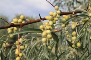 Russian Olive Tree Seeds Elaeagnus angustifolia 10 Seeds - Picture 1 of 3