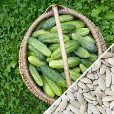 Boston Pickling Cucumber Seeds  | NON-GMO | Heirloom | Fresh Garden Seeds - Image 1 of 3