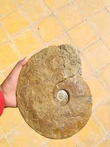 10 ich Cretaceous Ammonite from Agadir, Morocco Ammonite Ammonite fossil - Picture 1 of 23
