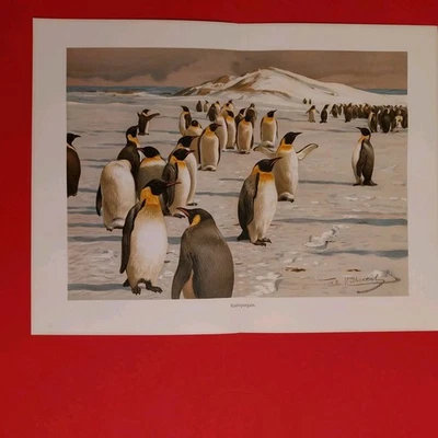 Orig.(1915)Chromolithographie Kaiserpiguine  - Bild 1 von 4