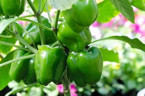 200 semillas vegetales Sweet Green CALIFORNIA WONDER Bell PEPPER Capsicum Annuum - Imagen 1 de 7