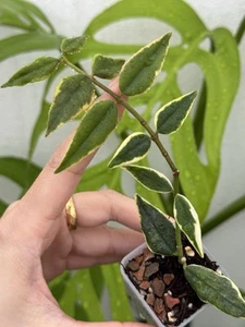Hoya Bella Albomarginata Outer Variegated~Established Indoor/Outdoor Plant🌿 - Picture 1 of 4