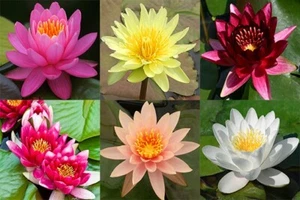 Asst Color Live Hardy Water Lily Tubers Aquatic Pond Plants Lilies - Picture 1 of 40