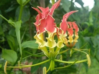 Gloriosa superba | Tiger Claw | Fire or Creeping Lily | 20 Seeds - Image 1 of 4