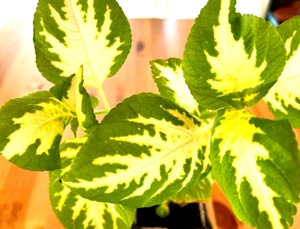 Jade Green Halo Coleus Rooted Plant Genuine Fast Shipping Live Flower best offer - Bild 1 von 3