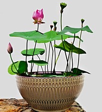 Nelumbo Nucifera Seme, Cinese Mini Loto, Ciotola Loto, Ciotola Loto