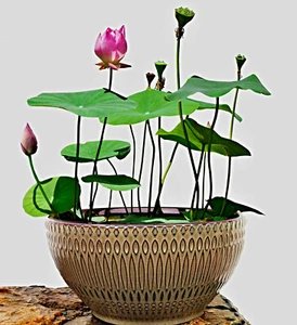 Nelumbo nucifera Samen, chinesische Mini Lotusblume, Bowl Lotus, Schüssel Lotus - Bild 1 von 9