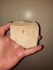 Top Fossilien Sammlung Fische, Krebs, Solnhofen, Holzmaden -kein Messel - - Bild 1 von 18