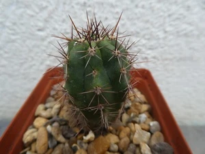 TRI PERUVIANUS, shown in 6.5cm pot, lovely healthy cactus - Picture 1 of 5