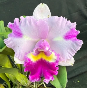 RON Cattleya Orchid SPECIAL DIVISION Rlc. Rosella's Seduction 'Ivy' (C712) - Picture 1 of 5