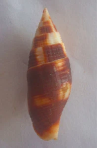 seashell Mitra chrysostoma 37/38mm Gem/F+++ - Picture 1 of 3