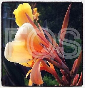 15 x Canna Seeds (Glauca) "Thai Smokey Flame" Orange/Peach Flower.