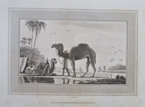 Kamel Zoologische Ansicht Zelte Hafen 1807 selten gravierter naturkundlicher Druck - Bild 1 von 2