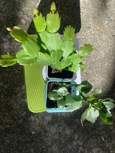Rooted Cactus - White and Dark Pink Kalanchoe Indoor Plants in 2-inch Pot - Picture 1 of 8